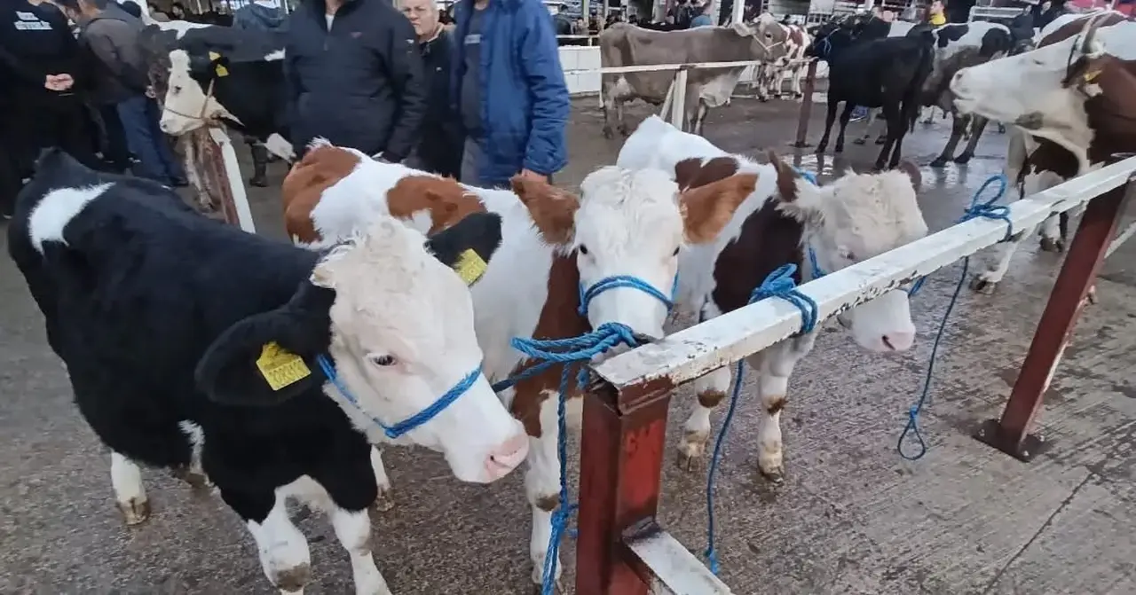 Nazilli Hayvan Pazarı’nda kaçak ve belgesiz hayvanlara geçit yok
