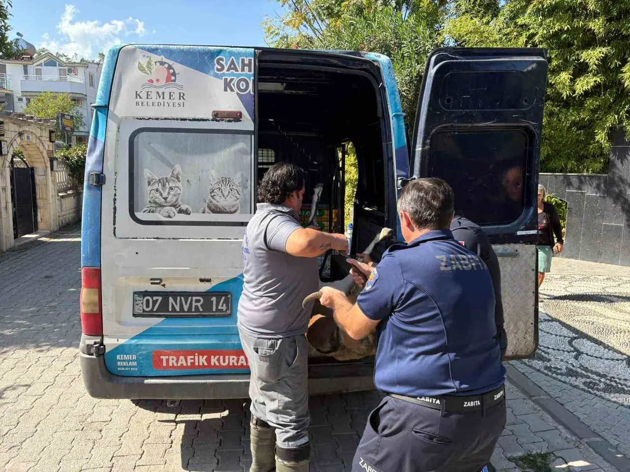 Kemer’de yaralı bulunan dağ keçisi tedavi altına alındı