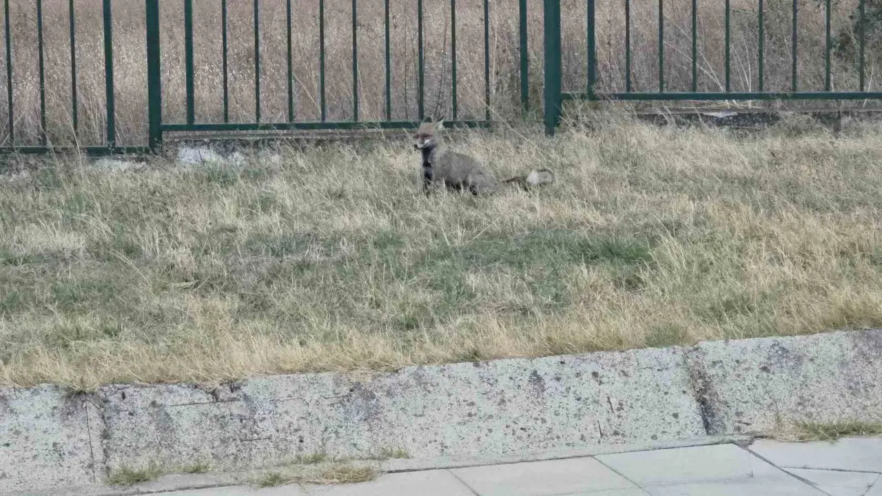 Hamzabeyli’de aç kalan tilkinin imdadına vatandaşlar yetişti
