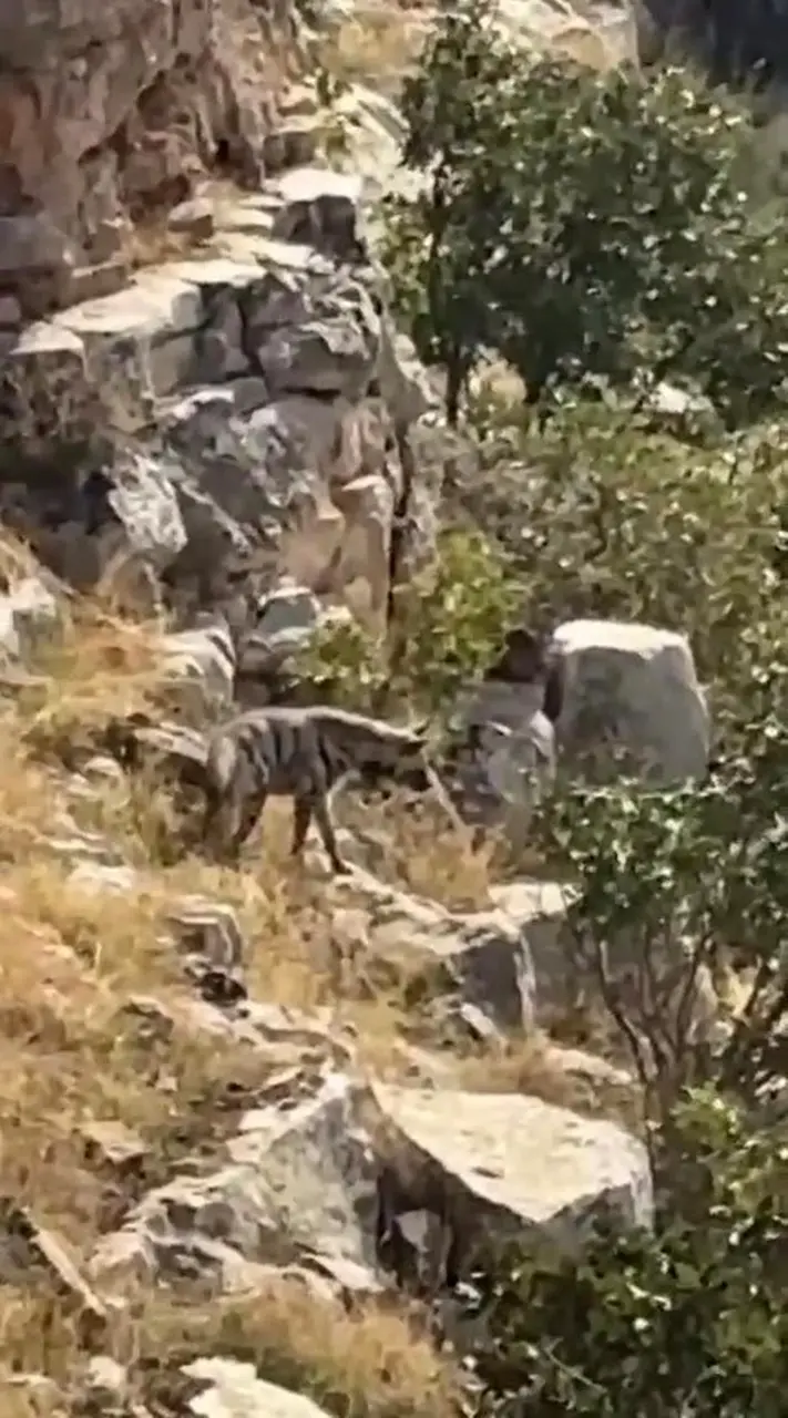 Batman’da nesli tehlike altında bulunan çizgili sırtlan görüntülendi
