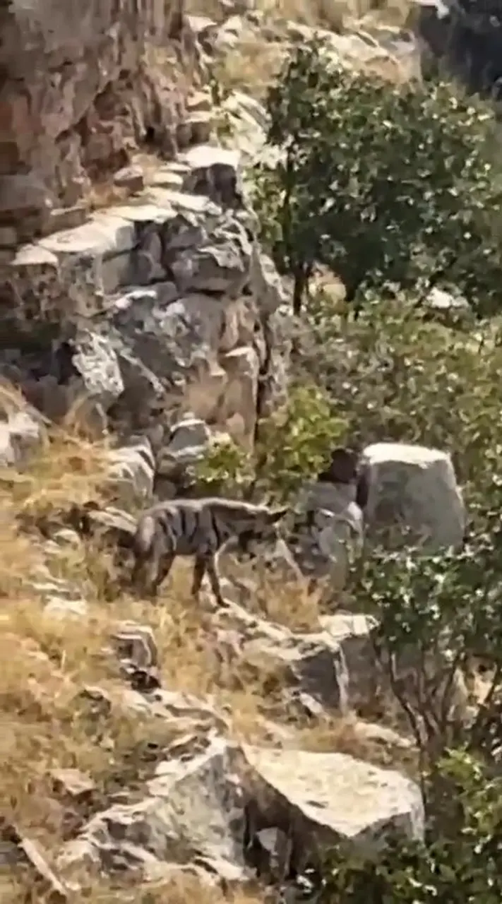 Batman’da nesli tehlike altında bulunan çizgili sırtlan görüntülendi