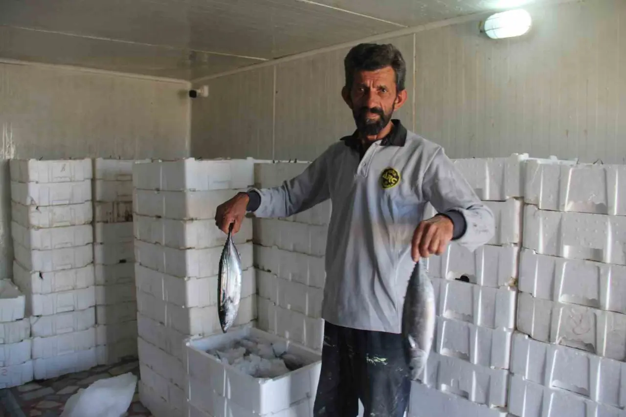 Karadeniz’de palamut bolluğu hamsi ve istavrit için risk oluşturuyor