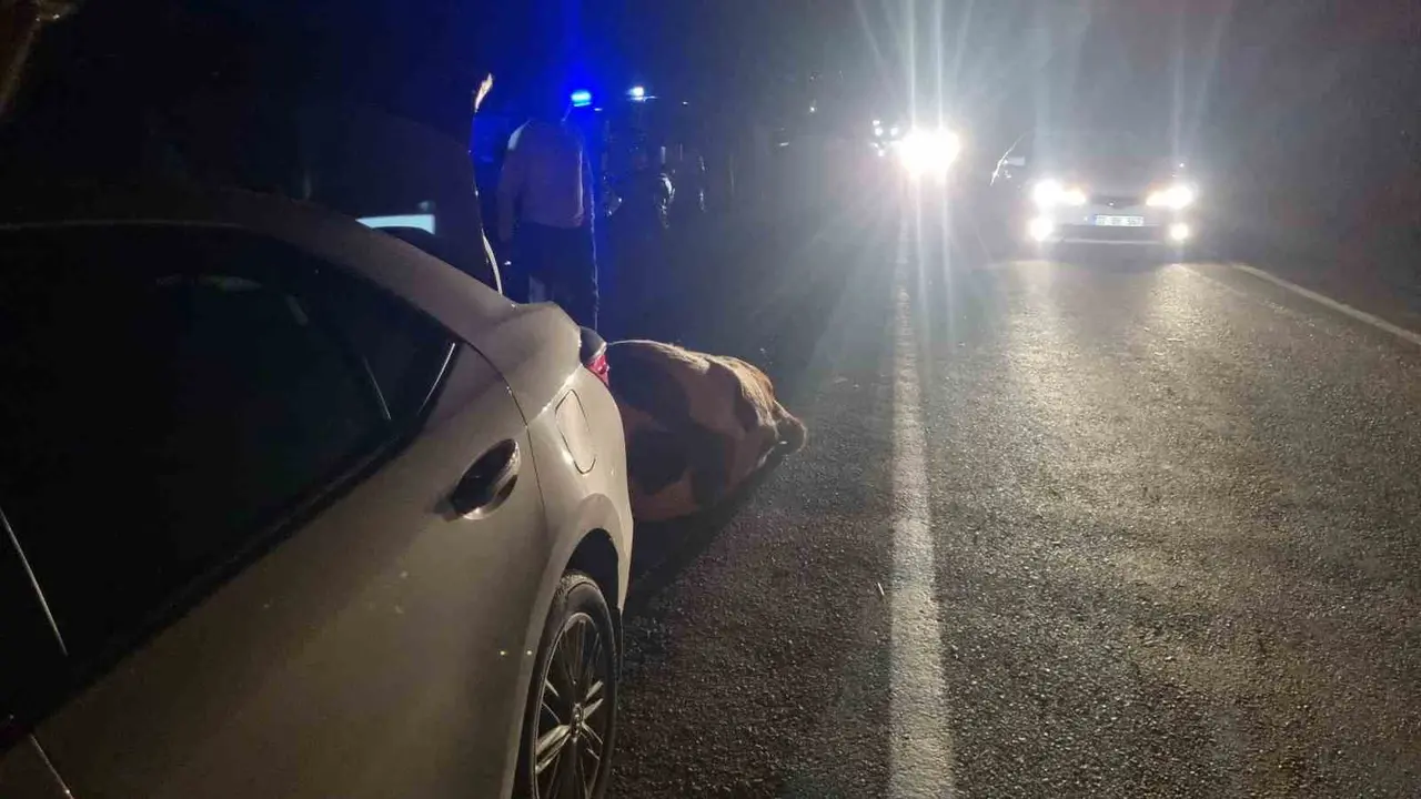 Bartın’da otomobil büyükbaş hayvana çarptı: 1 yaralı