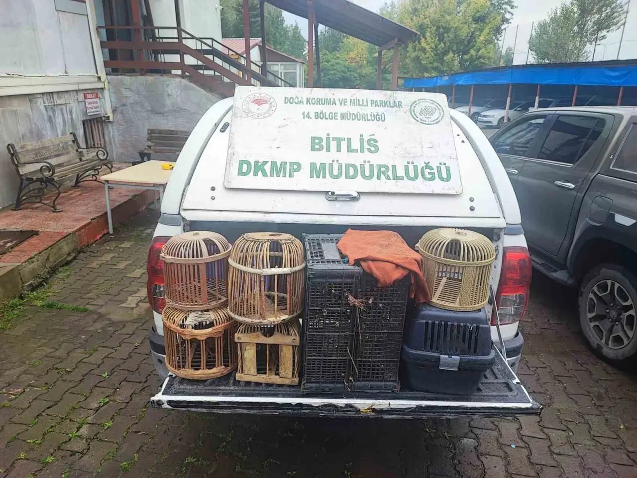Bitlis’te kaçak avlanmış canlı keklikler doğaya salındı