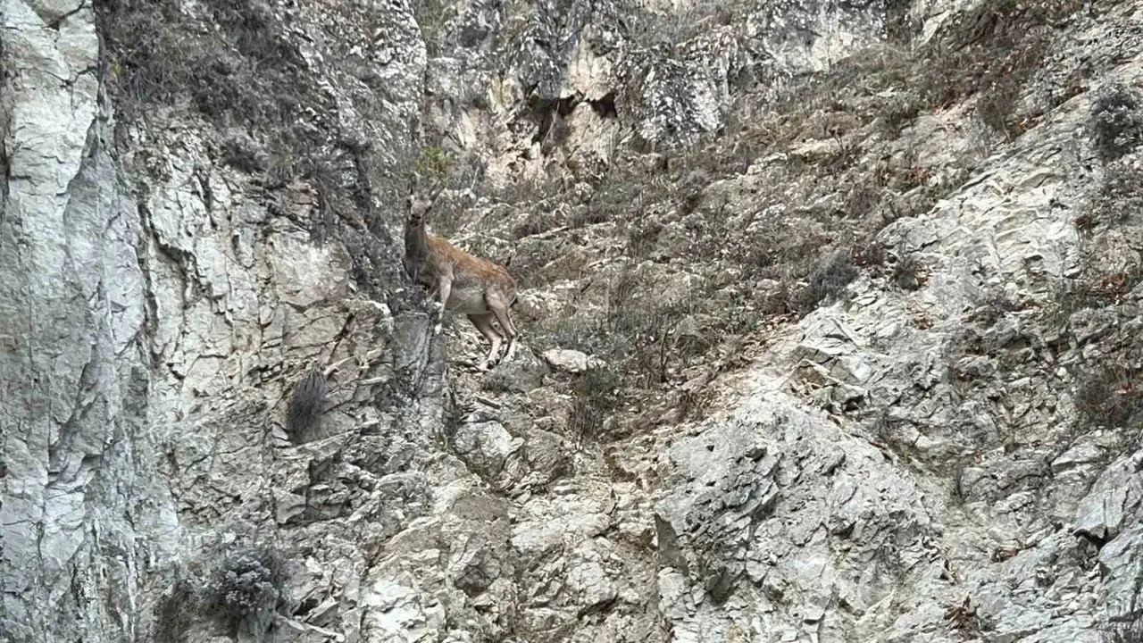 Tunceli’de nesli tükenme tehlikesi altında olan dağ keçisi görüntülendi