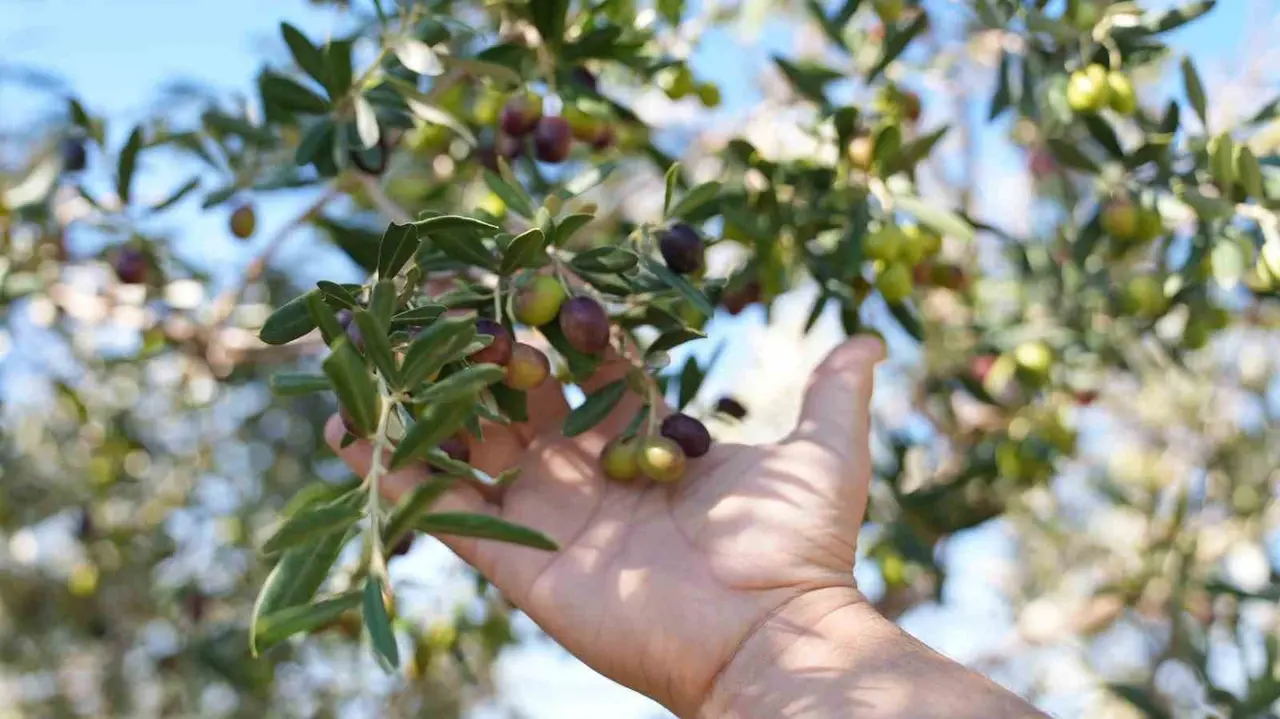 Gençler zeytin hasadını sahada öğrendi