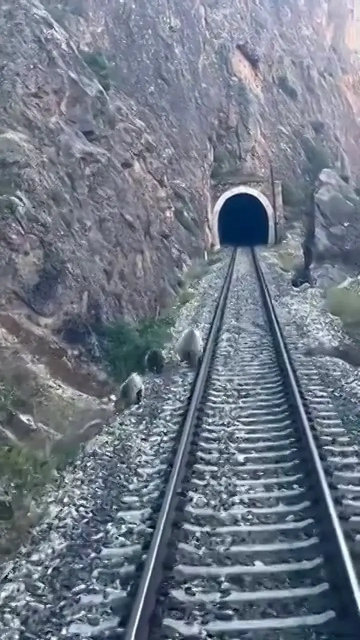 Tren yoluna çıkan ayılar panikle kaçıştı