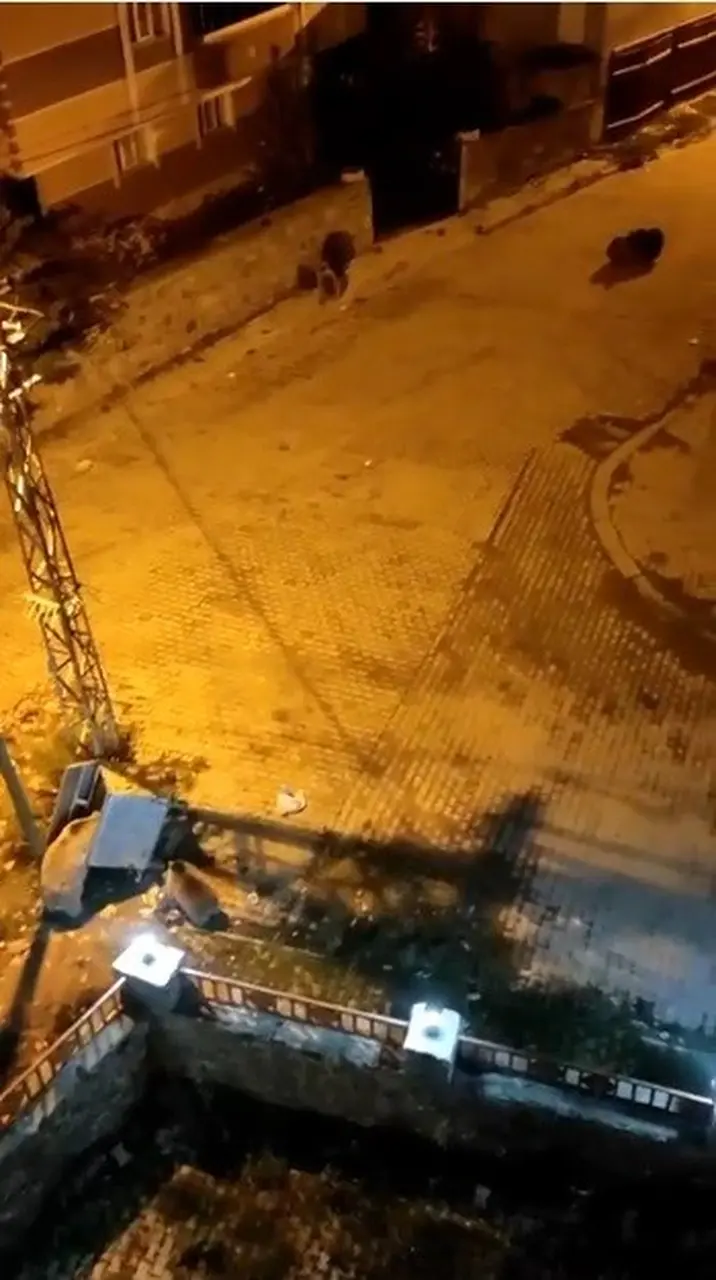 Kars’ta ayılar mahalleyi istila etti