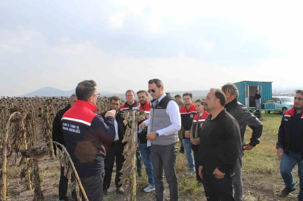 Selim’de 80 dönümlük tarlada ayçiçeği hasadı