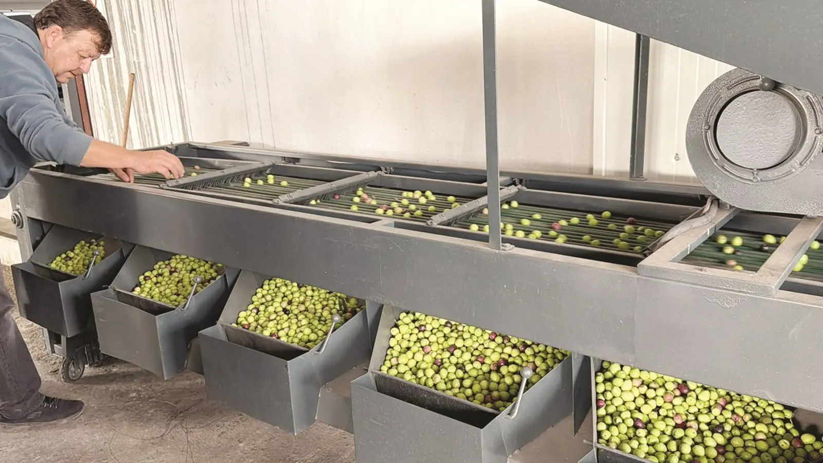 Tavşan Yüreği zeytinini dünya sahnesine çıkarmaya hazırlanıyor