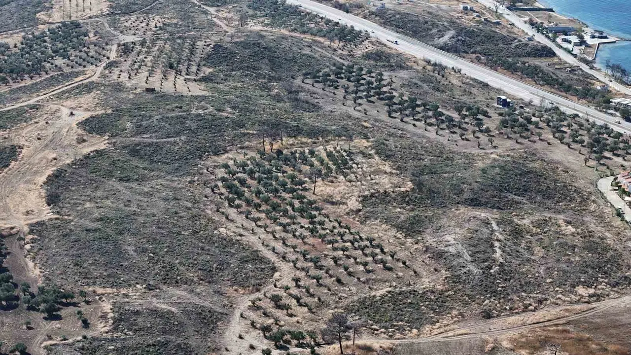 Çanakkale’de yanan ormanlar küllerinden doğuyor
