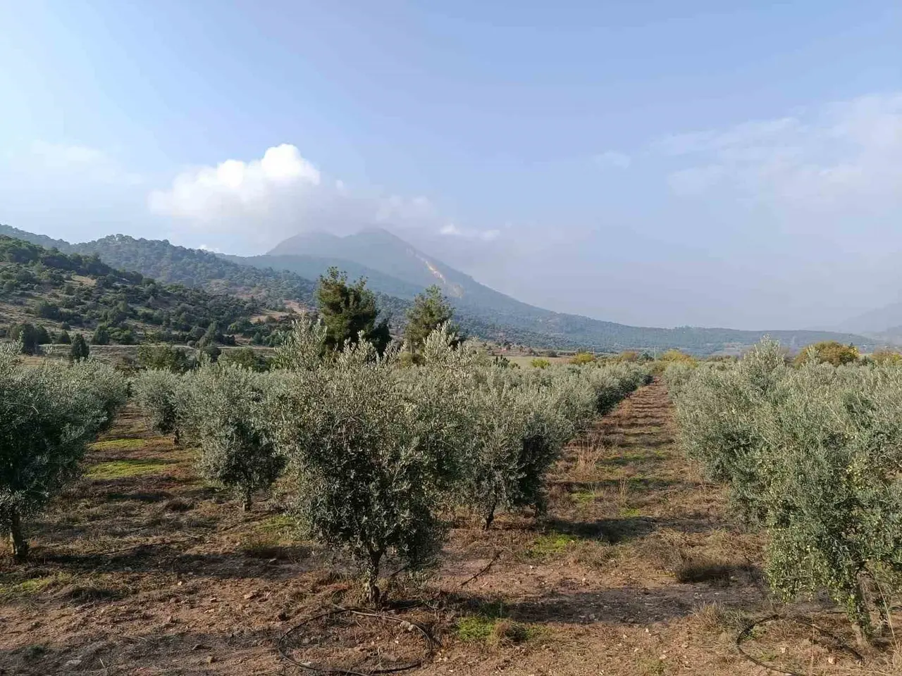 Eskişehir’in mikroklima havzasında zeytin bereketi