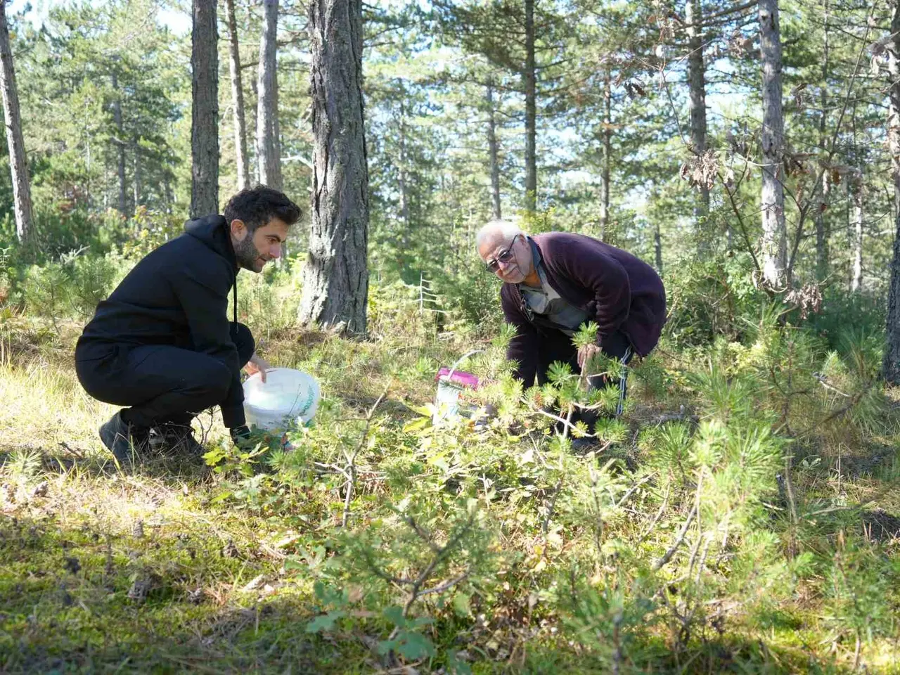 Kastamonu’da mantar bereketi: Kovayı alan ormanın yolunu tutuyor