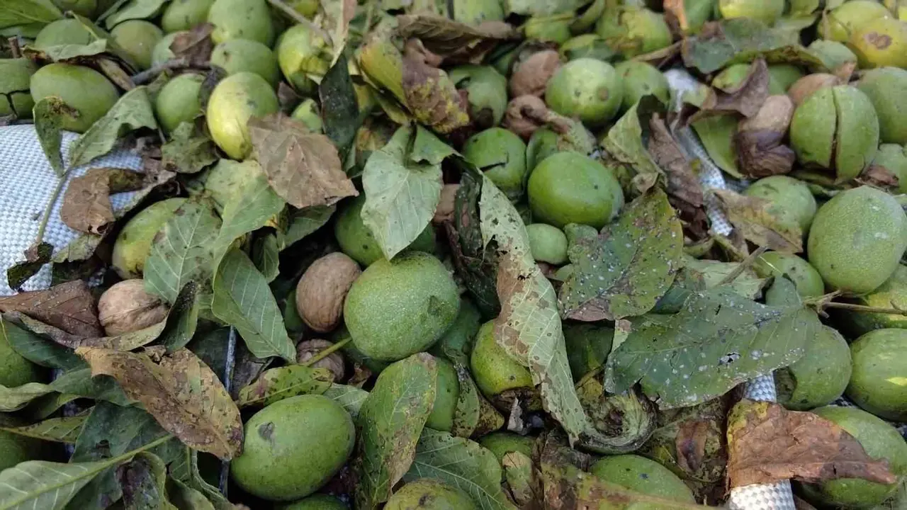 Sındırgı’da ceviz rekoltesi üreticiyi sevindirdi