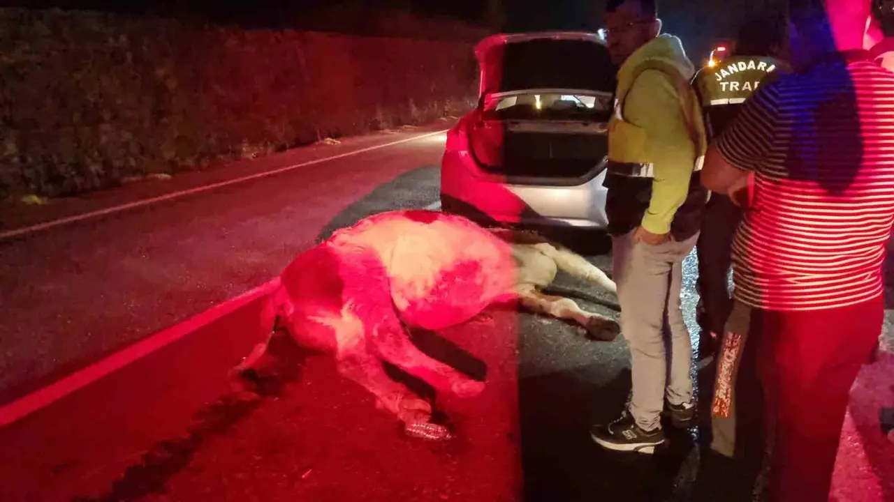 Bartın’da otomobil büyükbaş hayvana çarptı: 1 yaralı