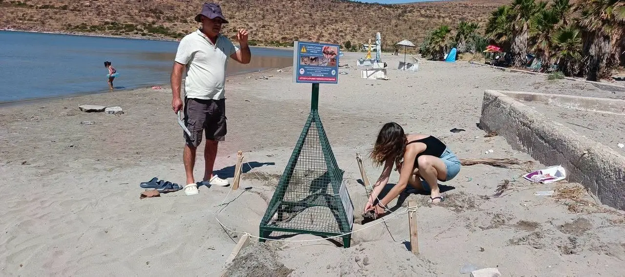 Aydın’da Caretta carettaların yavru çıkışları tamamlandı