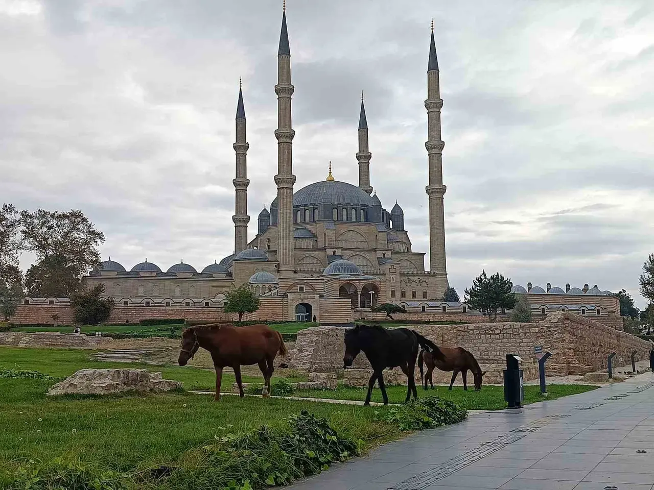 Edirne’de Selimiye Meydanı’nda başıboş atlar görenleri şaşırttı