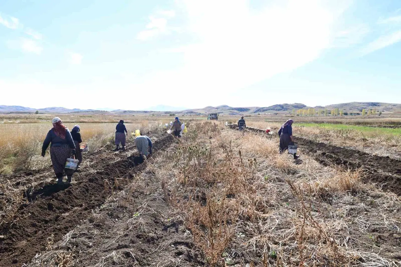 Korkuteli’nde ilaçsız patateslerin hasadı yapıldı