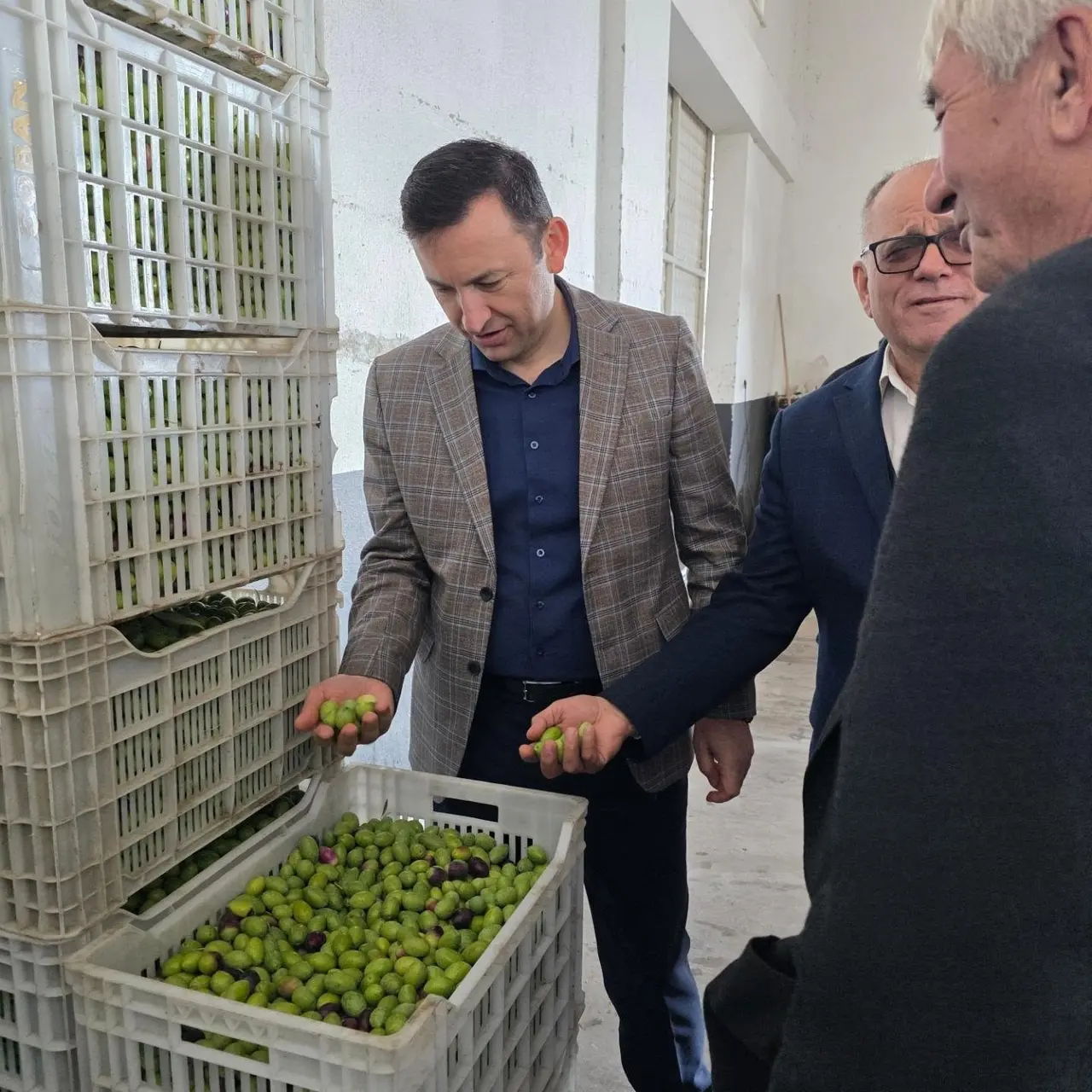 Kuyucak’ta zeytin bahçelerinde hasat mesaisi