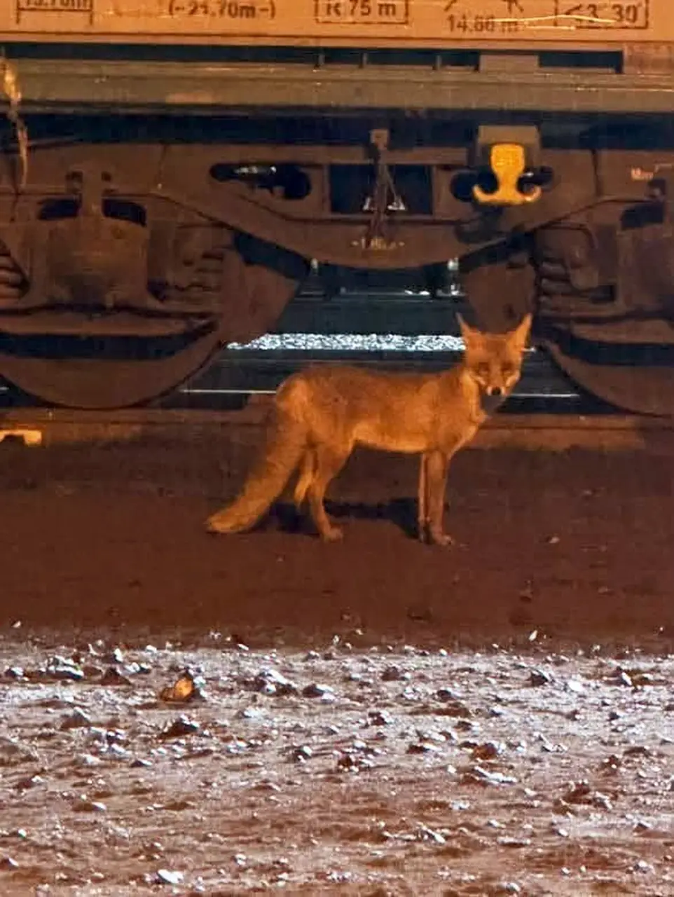 Muratlı’da tilki hareketliliği: Tren istasyonu yakınında görüldü