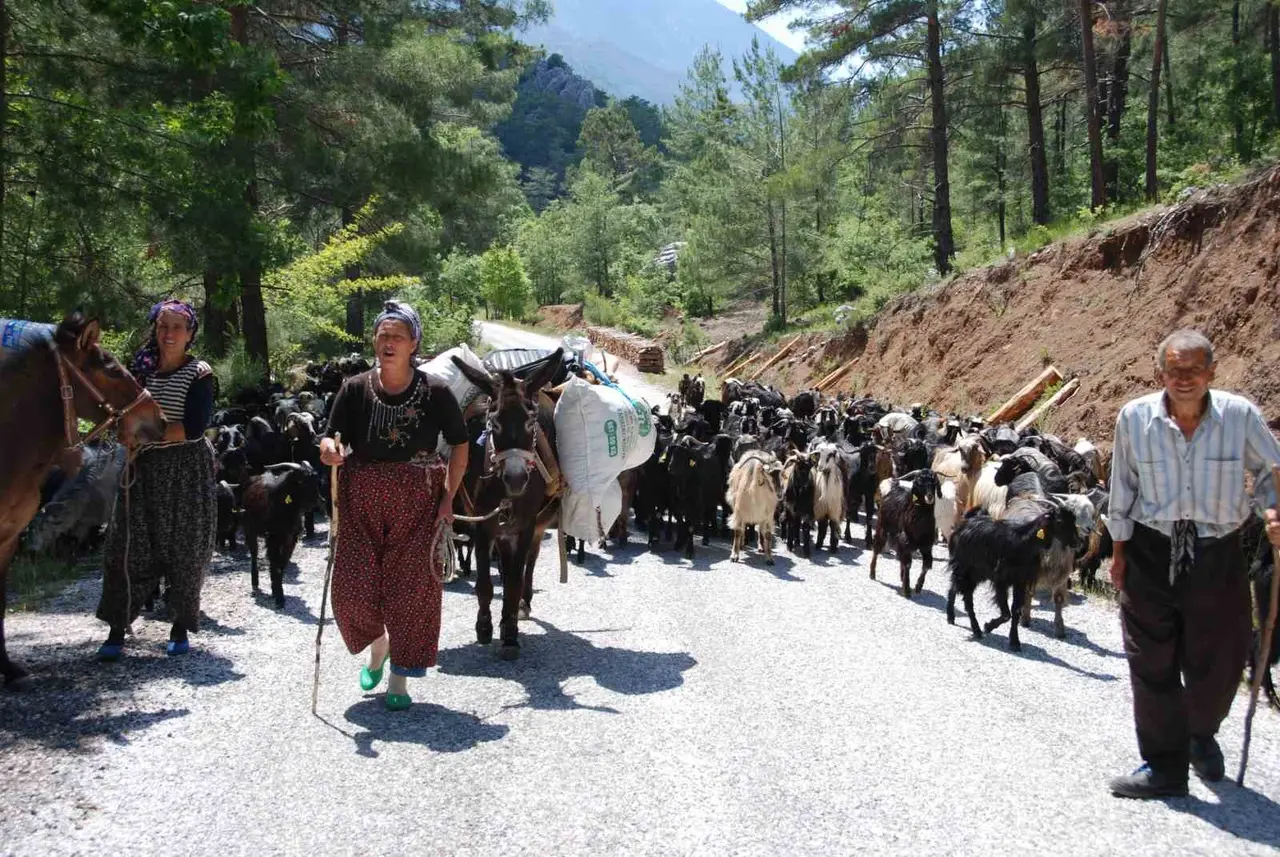 Yörüklerin Toroslar’dan sahile dönüş yolculuğu başladı