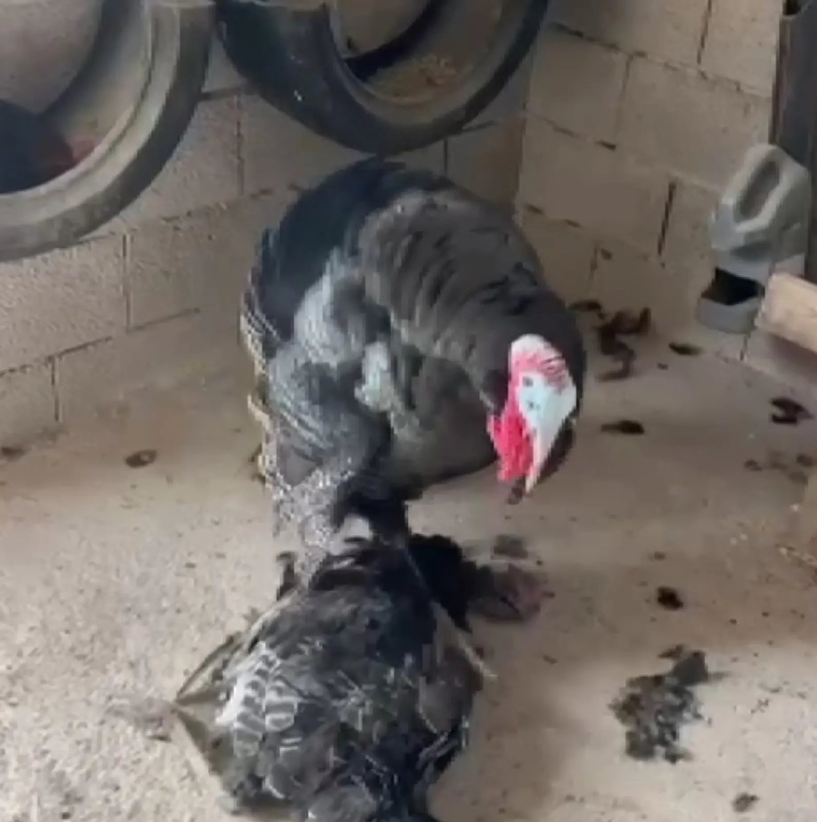 Erkek hindi, vefat eden dişi hindinin başından ayrılmadı