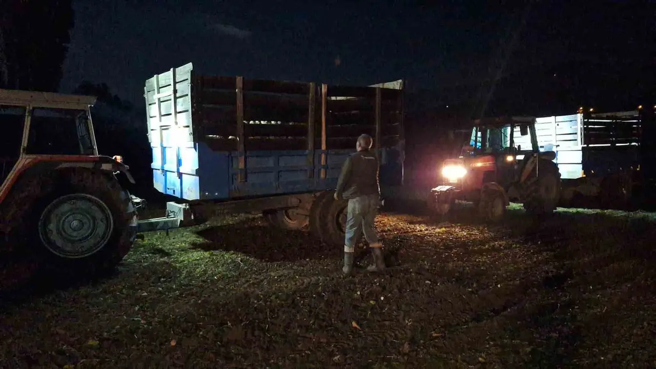 Yağış uyarısı çiftçiyi gece hasadına yöneltti