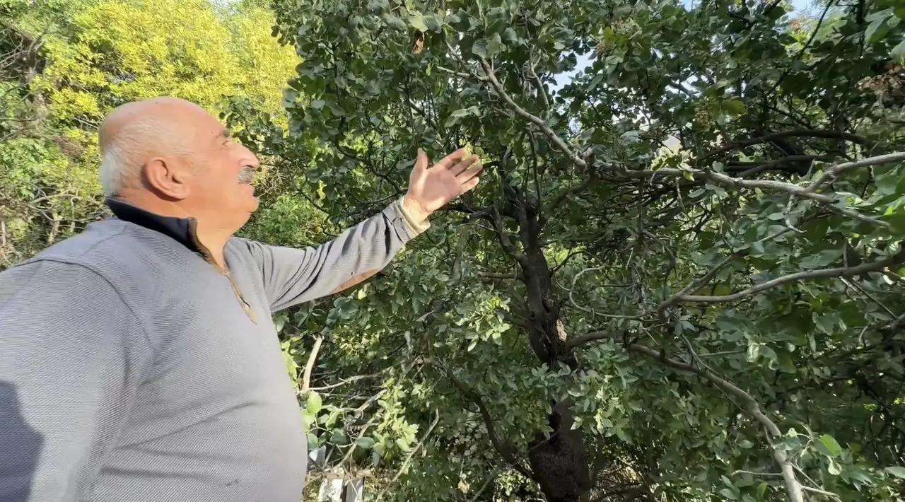 Doski Vadisi’nde 50 yıllık Antep fıstığı üretimi: "Yüksekova’da olmaz" denilen ürün hasat ediliyor