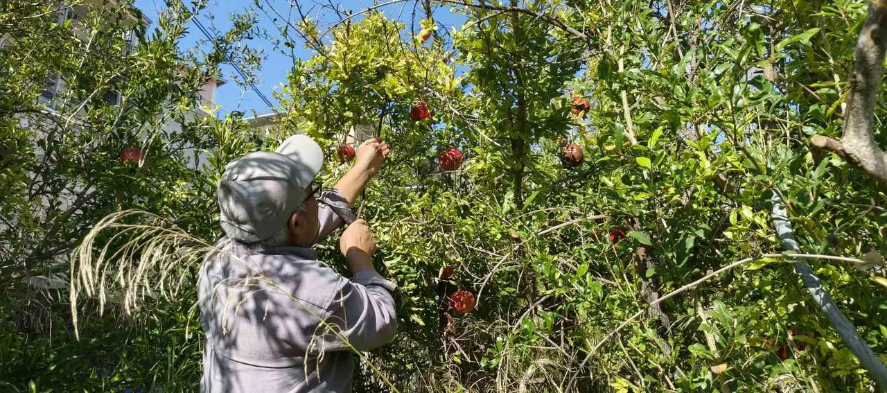 Mersin’de kazanlar kuruldu, Yörüklerin nar ekşisi mesaisi başladı