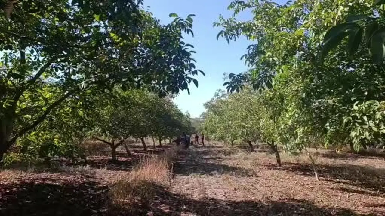 Edirne’de 400 ton ceviz rekoltesi bekleniyor: Üreticiler ürün kalitesi ve verimden memnun