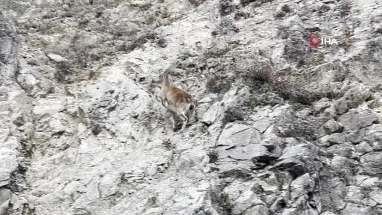 Tunceli’de nesli tükenme tehlikesi altında olan dağ keçisi görüntülendi