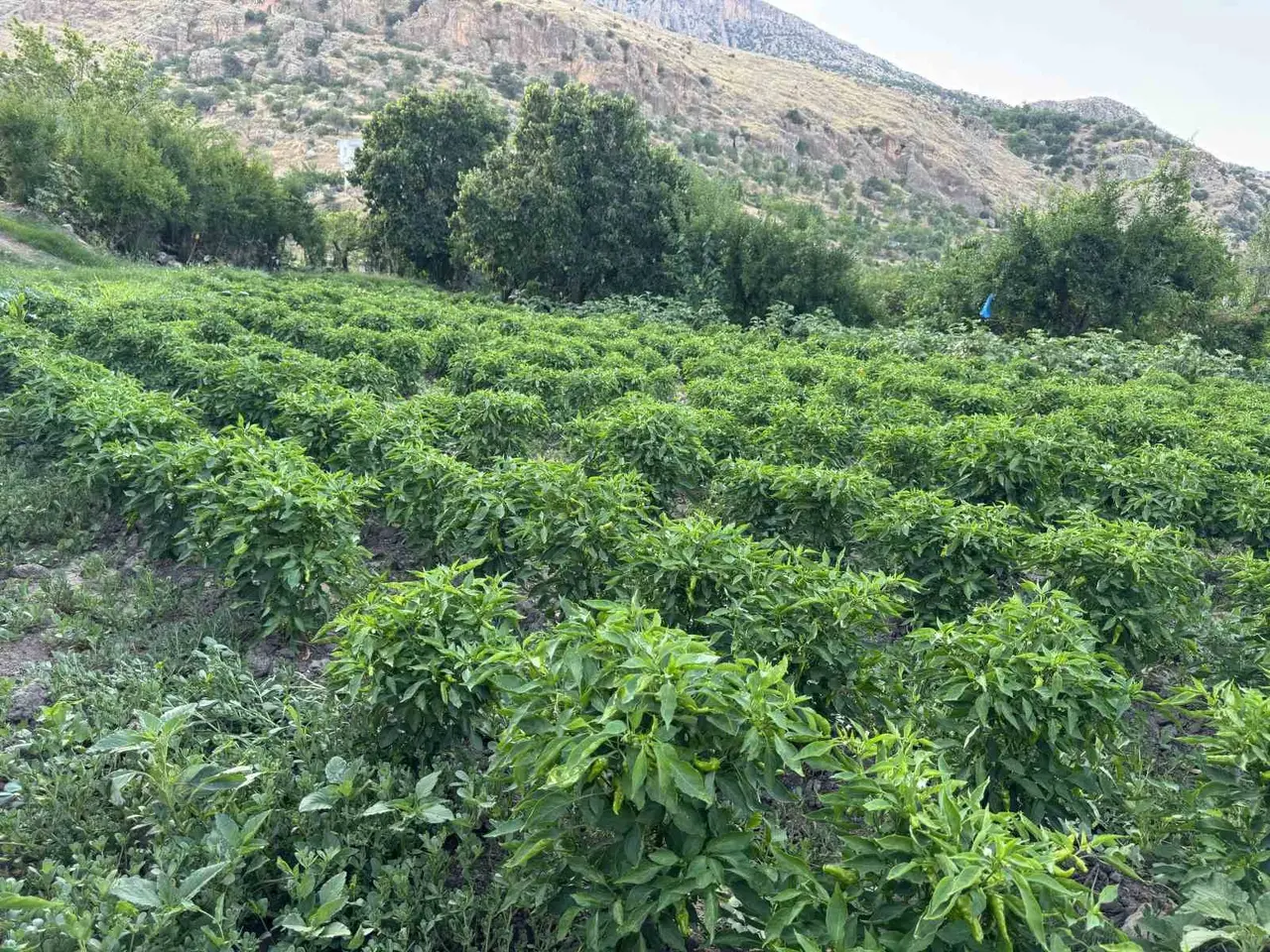 Coğrafi tescilli Çermik biberinde son hasat dönemi