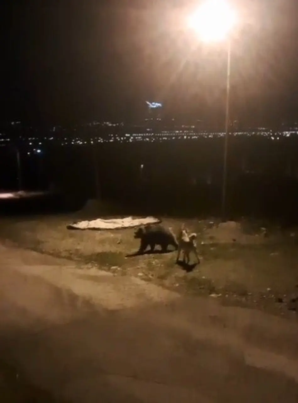 Tilkiler şehir merkezinde, ayılar köylerde görüldü