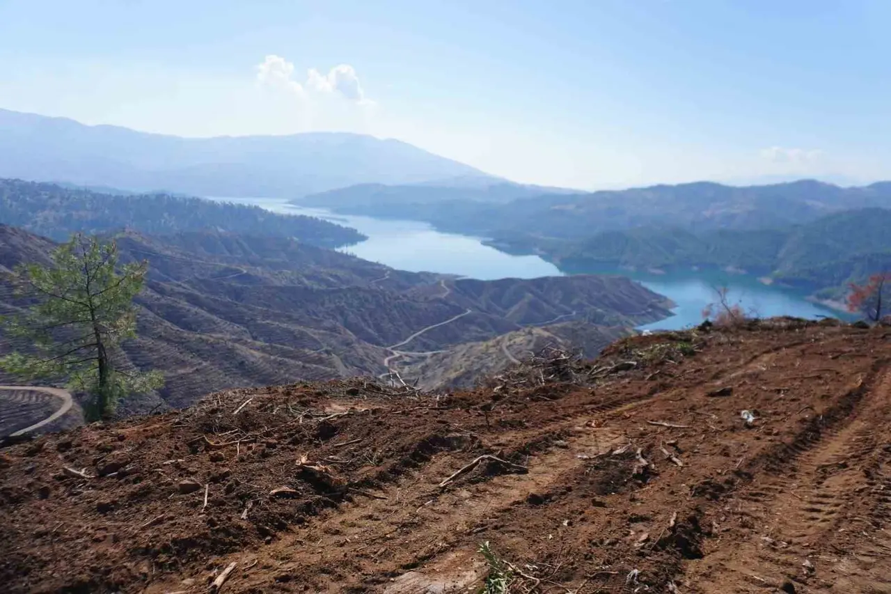 Kahramanmaraş’ta yanan ormanlara 1 milyon fidan dikilecek