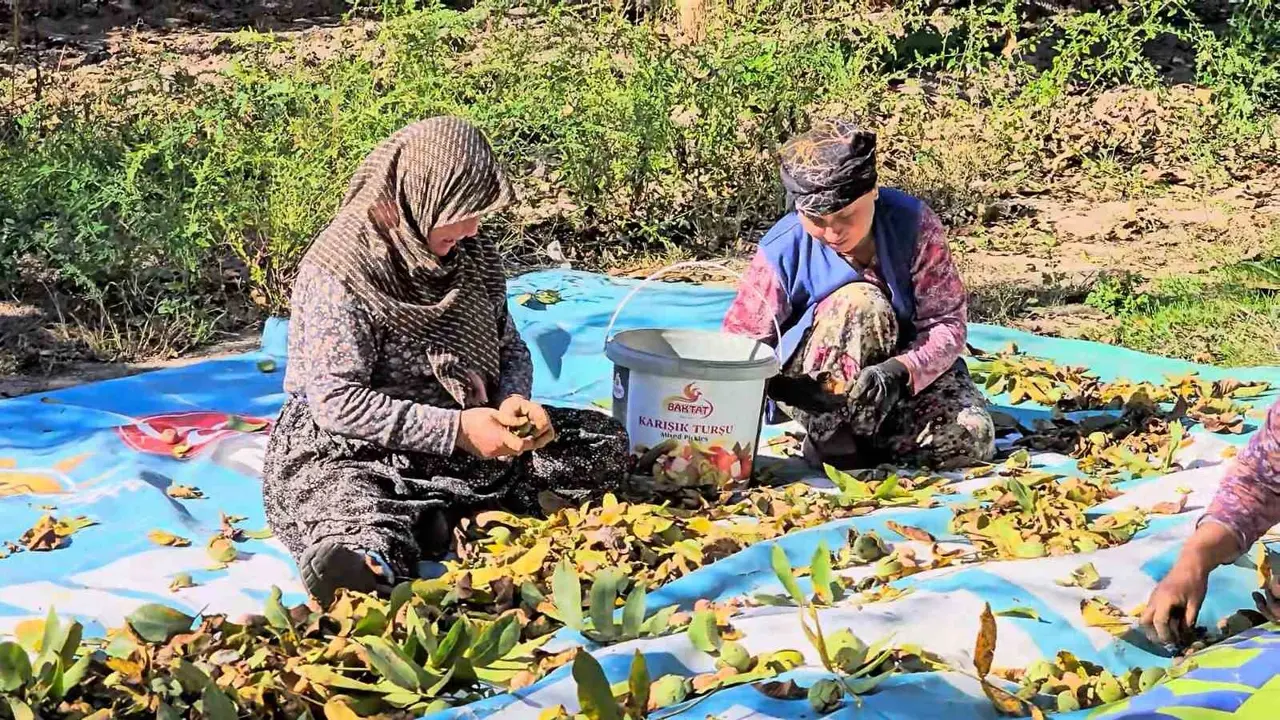 Sındırgı’da ceviz rekoltesi üreticiyi sevindirdi