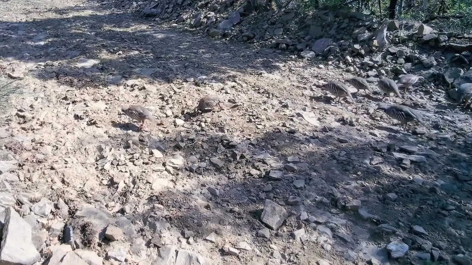 Ganos Dağları’nda keklik sürüsü fotokapanlara yansıdı