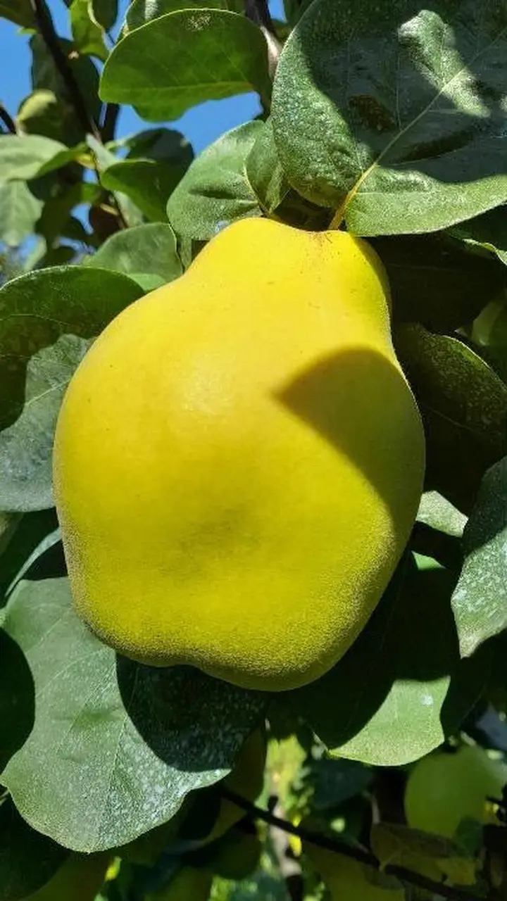 Dalların altın sarısı tartıyı zorladı
