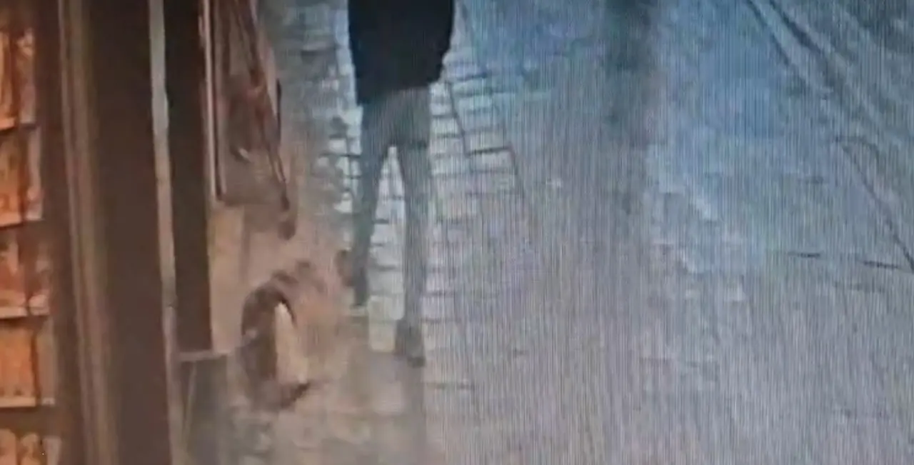 Avcılar’da uyuyan köpek, kendisine tekme atan adamı ısırdı