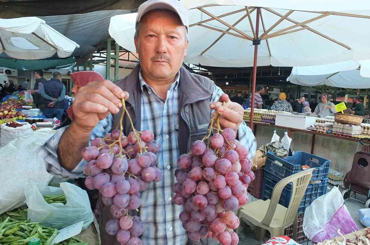 Burhaniye’de organik üzümler ilgi gördü