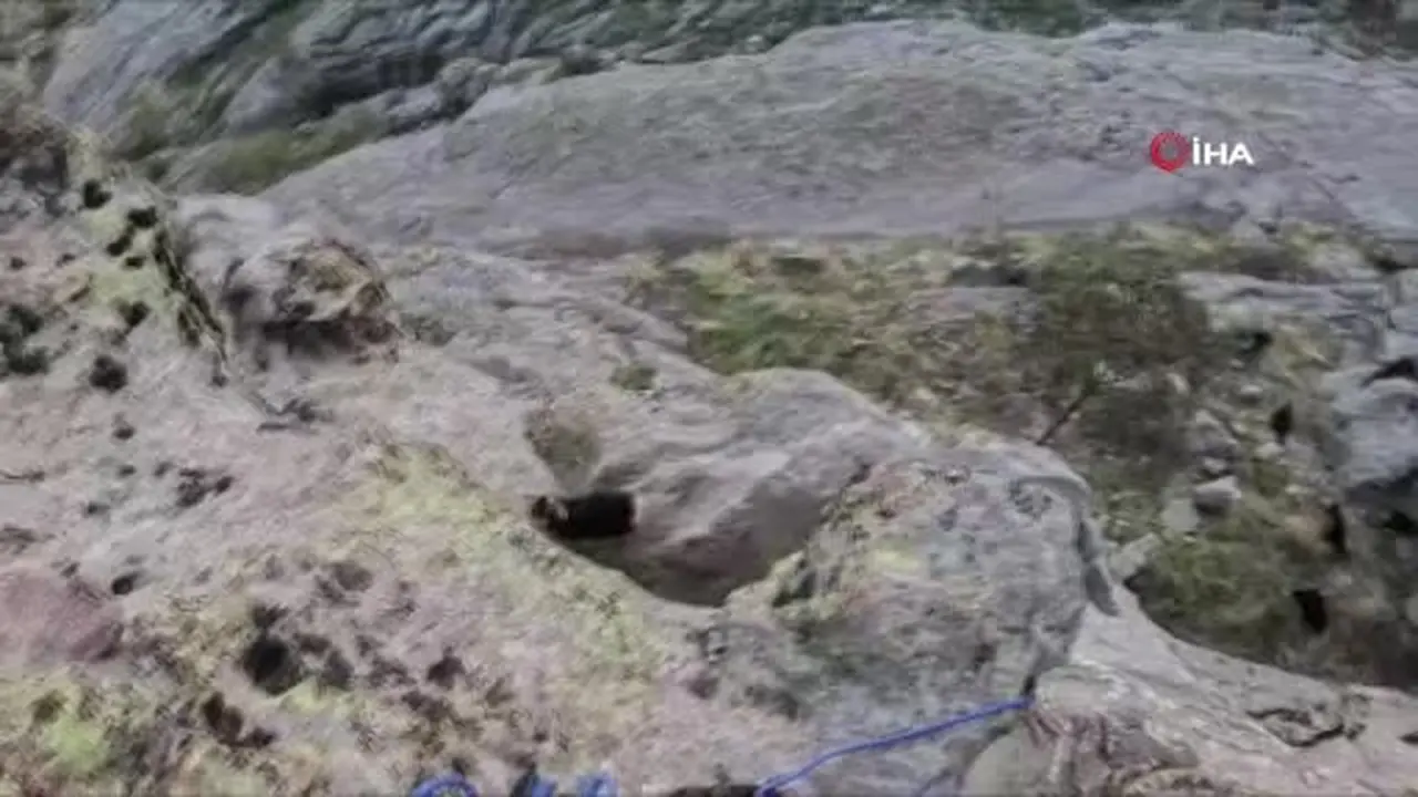 Tunceli’de kayalıklarda mahsur kalan keçileri AFAD kurtardı