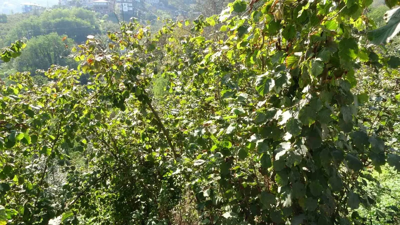 Trabzon’da kokarcaya karşı seferberlik sonuç veriyor, kokarca popülasyonu azalıyor