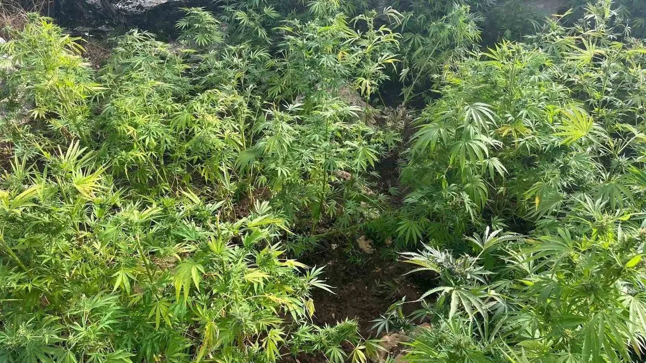 Diyarbakır’da 44 bin 327 kök kenevir ele geçirildi