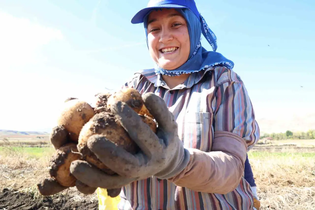 Korkuteli’nde ilaçsız patateslerin hasadı yapıldı