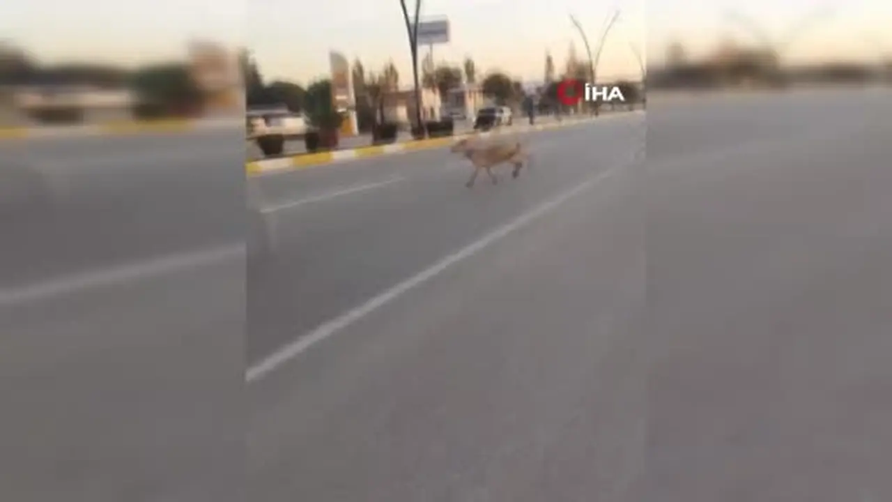 Karayoluna fırlayan 3 keçi aracın çarpması sonucu telef oldu