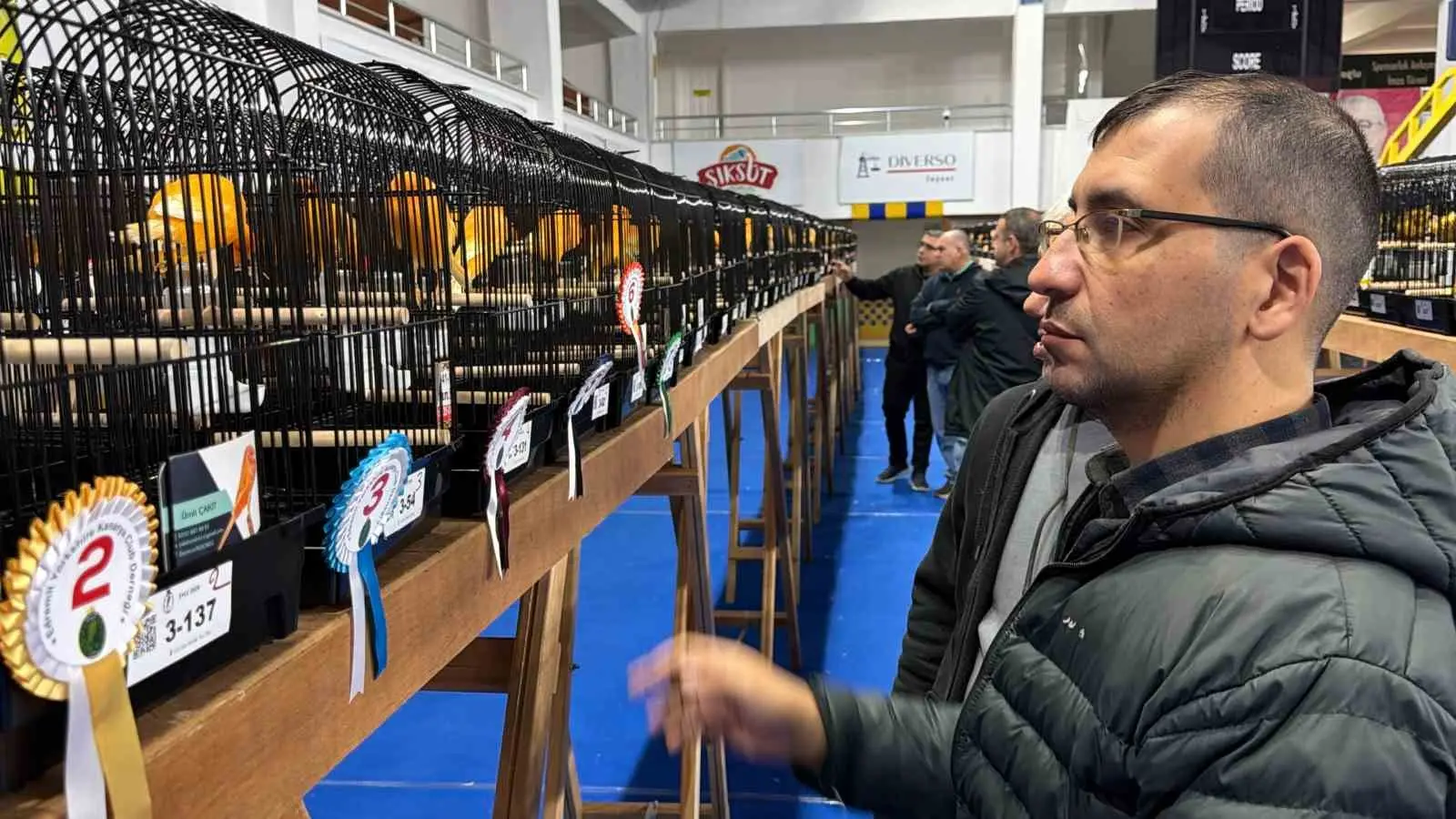 Dünyanın en prestijli kanaryaları Edremit’te yarıştı: