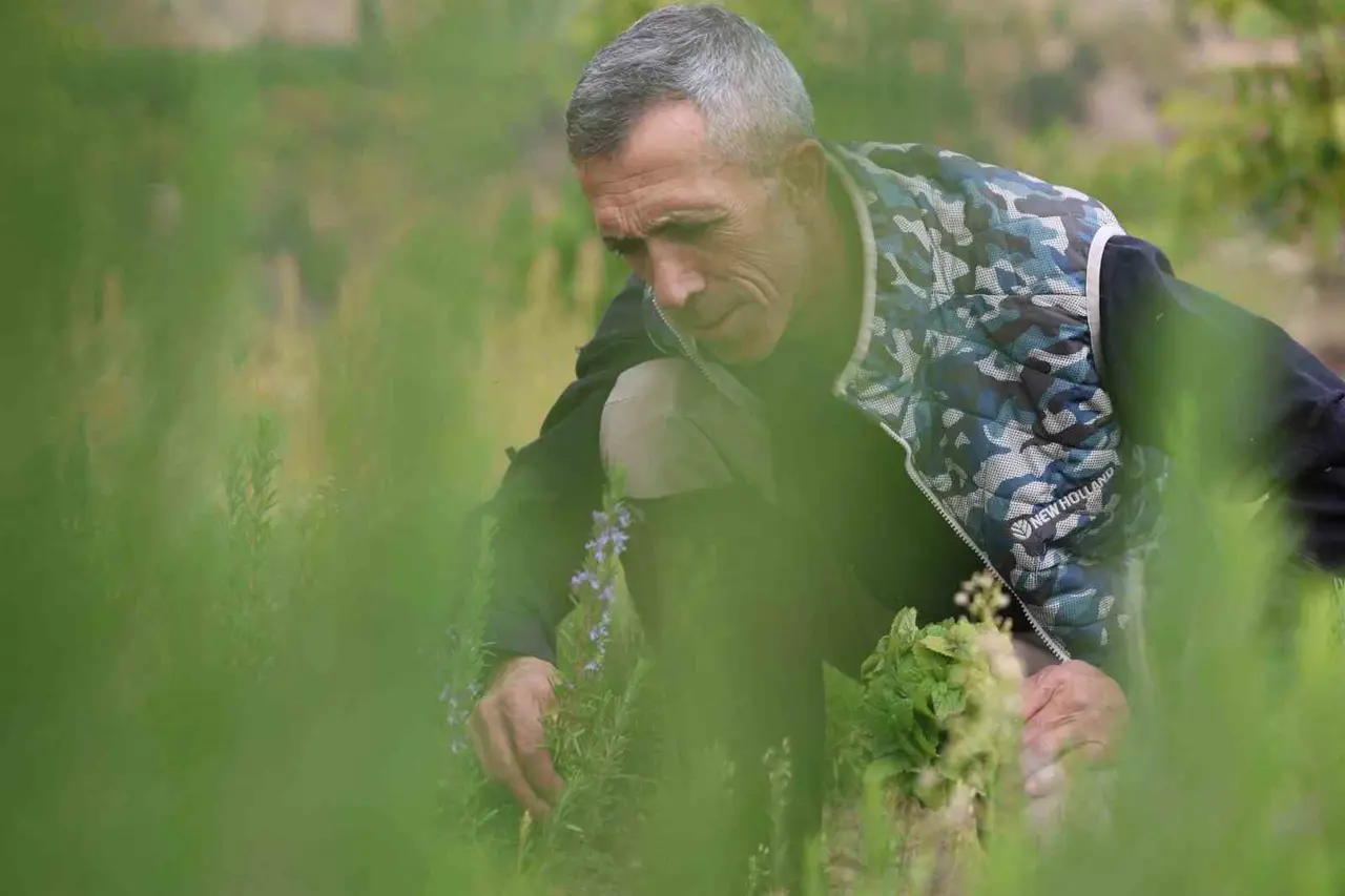 Beş dönümlük dağlık araziyi, tıbbi aromatik bitki bahçesine çevirdi