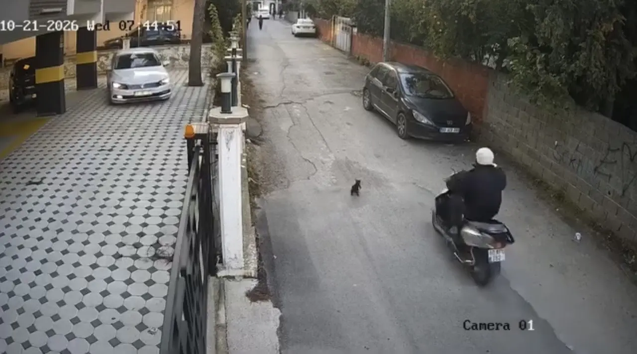 Osmaniye’de motosikletin çarptığı kedi öldü