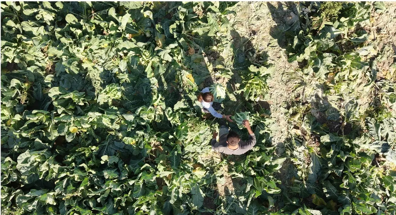 Burdur’da 9 yaşındaki Medine’nin bir eli tarlada, aklı ise geleceğinde