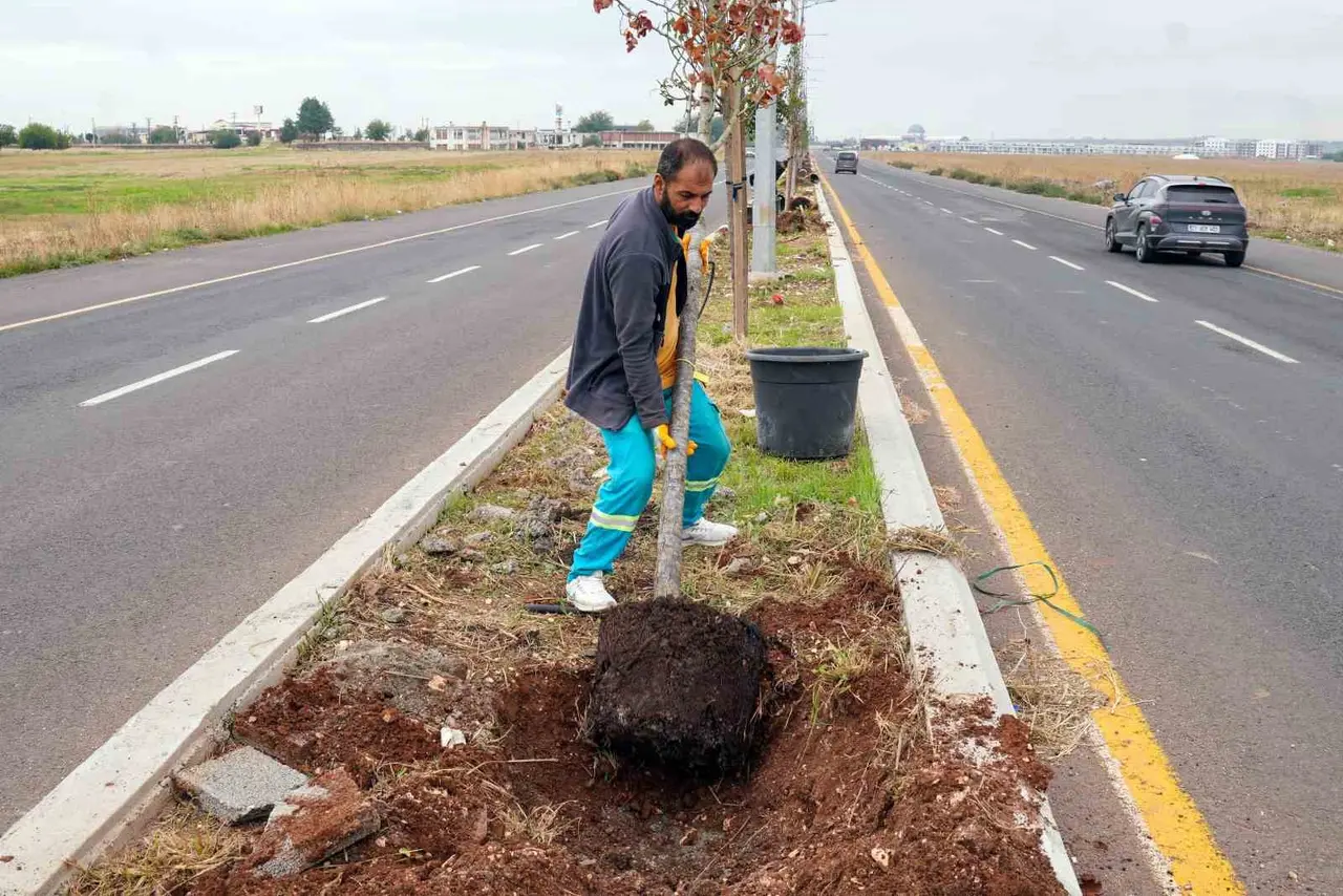 Diyarbakır’da yeşil bir kent için 9 bin ağaç ve 50 bin çalı toprakla buluştu
