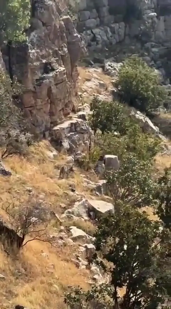 Batman’da nesli tehlike altında bulunan çizgili sırtlan görüntülendi